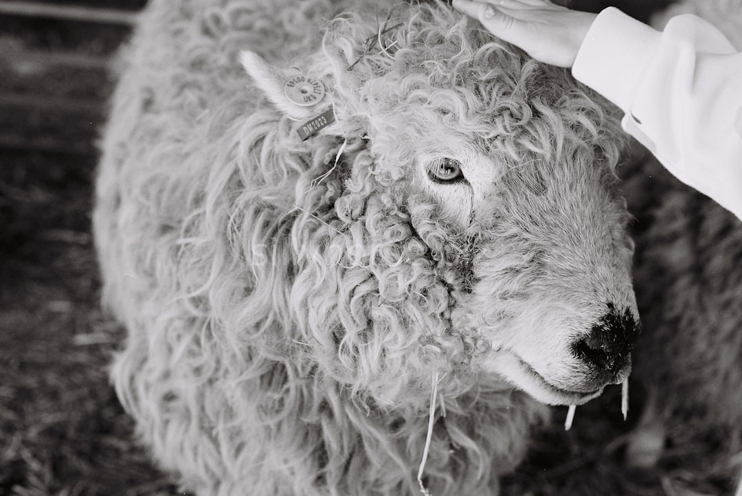 Elite Animal Care