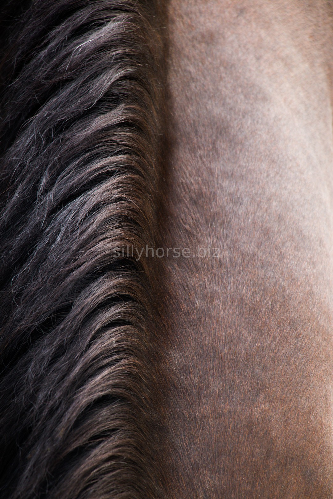 Equestrian Landscape