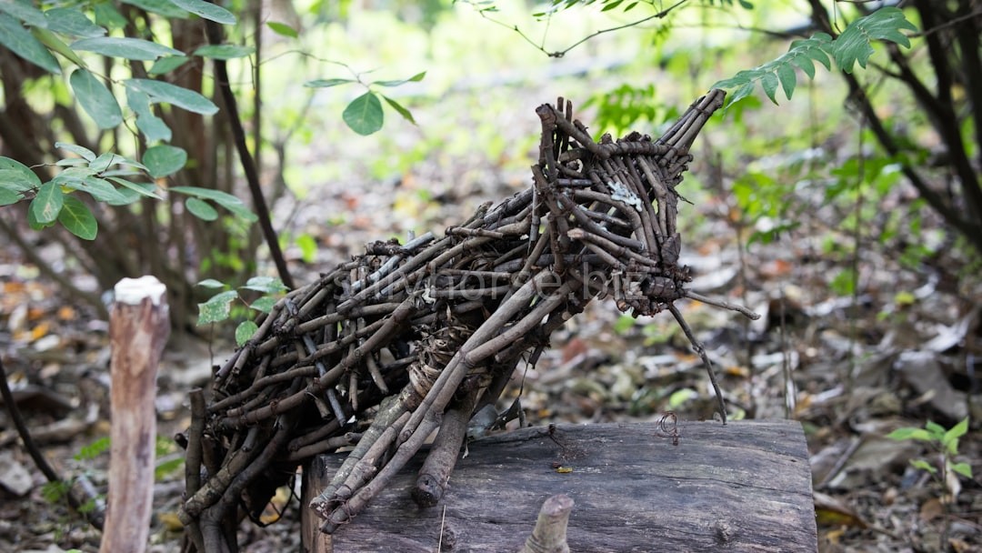 Nature Education